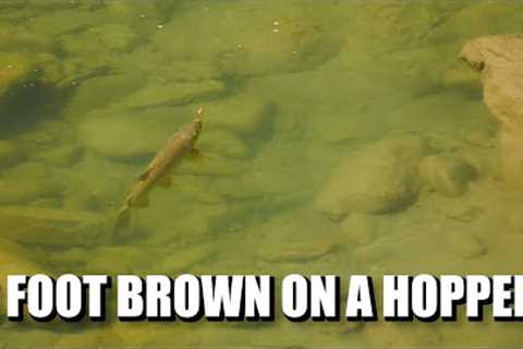 Two-Foot Brown Trout on the Dry Fly! Fly Fishing Dry Flies for a Big Brown Trout