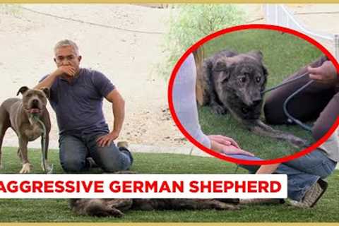 Cesar! My dog won't walk on the leash! (Aggressive Australian Shepherd!)
