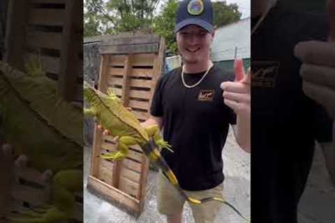 I brought an iguana back to life!!