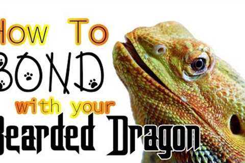 How To Bond With Your Bearded Dragon