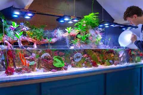 I Added Freshwater Fish to My Saltwater Paludarium – Incredible Results!