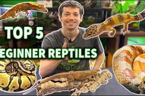 The Dude's TOP 5 Reptiles for Beginners