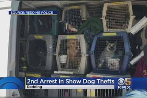 SHOW DOG ABDUCTION:  Second man arrested in Redding show dognapping case