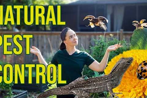 Natural Pest Control Methods for the Garden - Keep Bugs From Ruining Your Harvest Without Pesticides