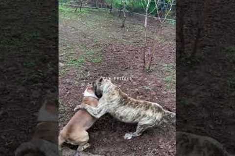 Dog Training for All Ages and Breeds #Dog #DogTraining #TrainingTips