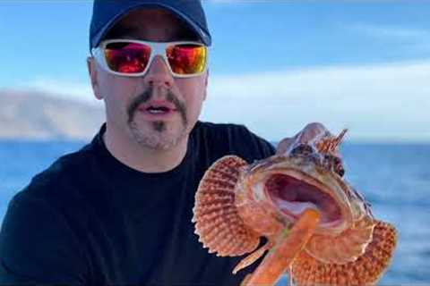 Catalina Catch and Cook - Bonito / Calico 72 hour eat only what I catch challenge / Thanksgiving