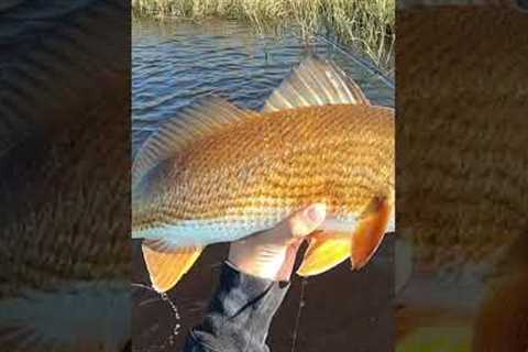 Eating Whatever I Catch from the Saltwater 🎣