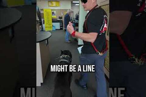 How To Take Your Dog On Errands With You!