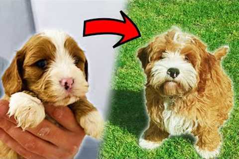 I Trained My Puppy Into A Pro In 5 Weeks