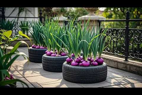 Balcony Gardening Made Easy: Cultivate Purple Onions at Home