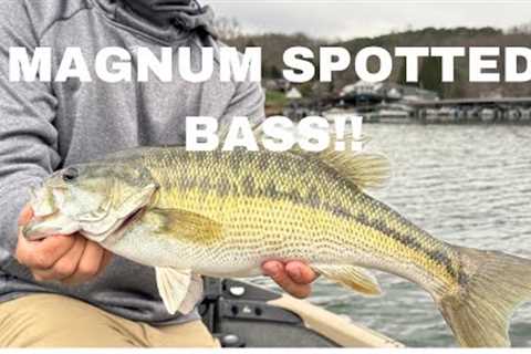 GIANT WINTER SPOTTED BASS ON LAKE CHATUGE (Epic Topwater Blowups)