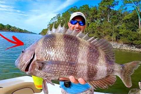 GIANT! ***SHEEPSHEAD*** [CATCH, CLEAN, & COOK] DELICIOUS!!!