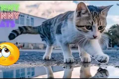 Funny Cat Videos Try Not To  Laugh 😺 Cat Funny Videos 😹 Funny Cat Videos On Youtube 😂  Part 107