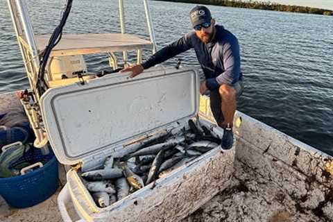 Catching a 1000$ worth of Fish Dip with a Cast Net!!!Mullet Dip Catch, Cook, Clean!!!