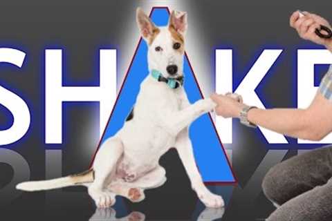 3 Ways to Teach your Dog How to Shake