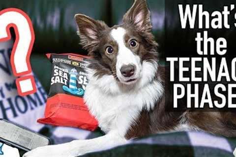 The Unpopular Truth About Your Puppy’s Teenage Phase