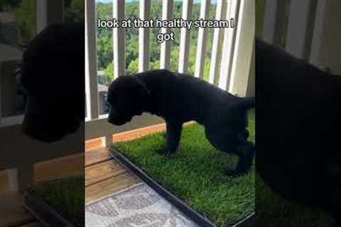 How To Potty Train Your Puppy In An Apartment