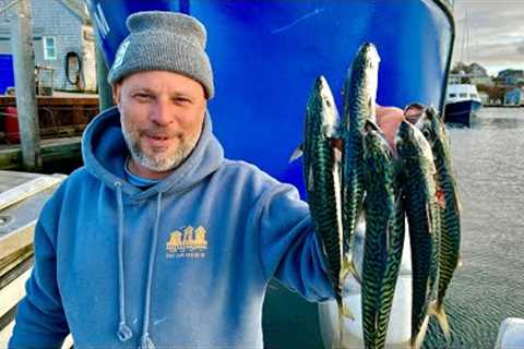 Bait Fish or Incredible Table Fare? | Marthas Vineyard Mackerel Catch and Cook