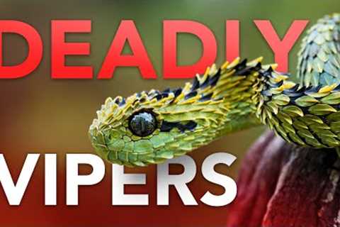 Don't Mess With These Reptiles