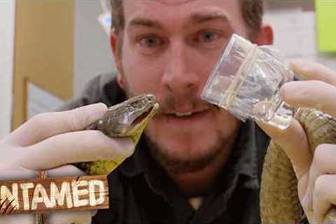 Man's First Time Handling and Milking Venomous Snakes 😱 Untamed