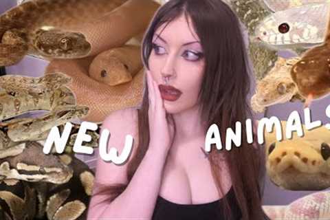 Meet All My New Animals!