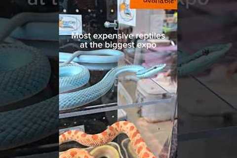 This snake costs $15,000