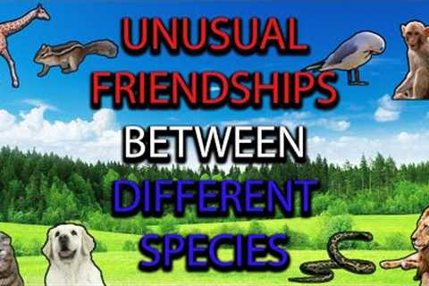 BEST FRIENDS: UNUSUAL FRIENDSHIPS BETWEEN DIFFERENT SPECIES