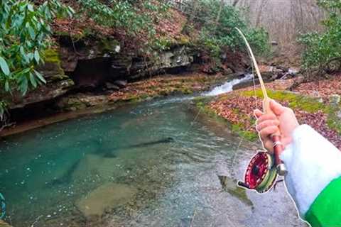 Fly Fishing for the Most Beautiful Trout!  (Winter Fishing)