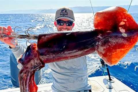 Fishing with Huge Squid as Bait to Catch Something Bigger