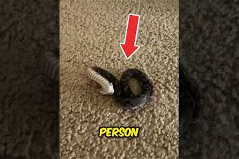 Harmless Cute Pet Snake 😍