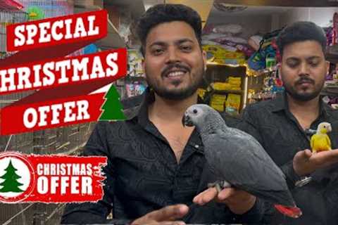 Wajid exotic pets Christmas offer #birds #exotic #birdslover