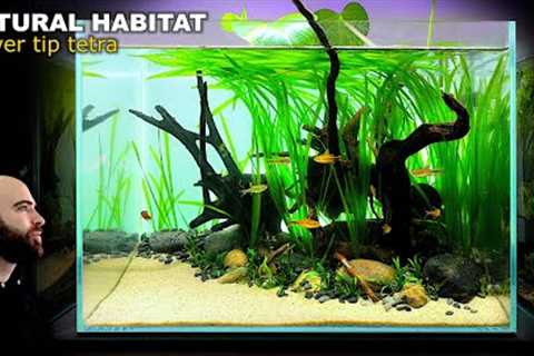 Natural Style Planted Aquarium ft.  Silver Tip Tetra (Aquascape Tutorial)