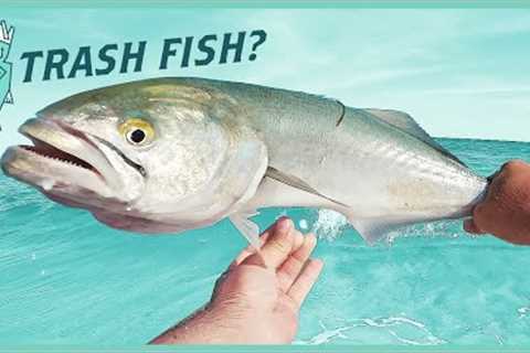Bluefish Catch and Cook, Is It A Trash Fish? | NJ Saltwater Fishing