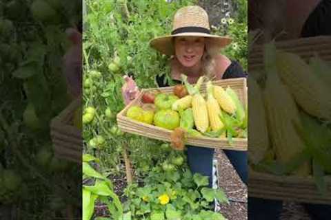 GARDEN MYTH BUSTED! Gardening tips for beginners!