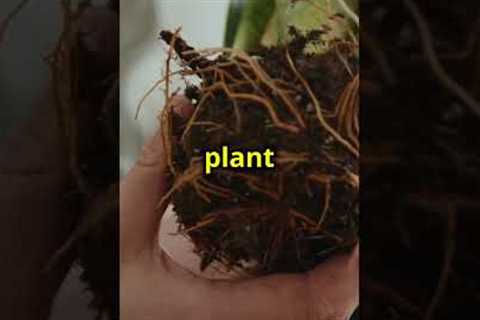 Top Mistakes Beginners Make with Indoor #shorts #naturelovers #plants #bonsai #viral #viralshort