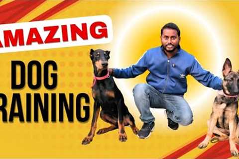 Dog Training Basics : How to train your Puppy Bark &amp; Heel without leash