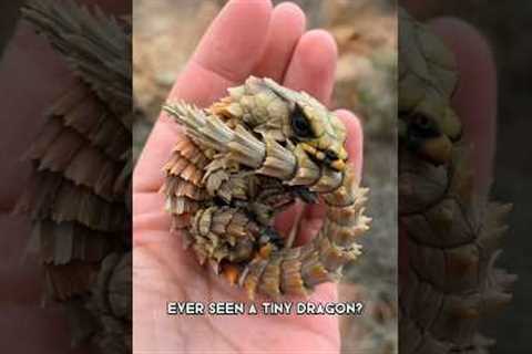 Armadillo Girdled Lizard 🦎 A Real-Life Dragon