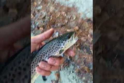the most ethical way to kill a fish