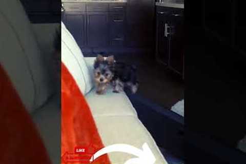 The Top 10 Training Tips for Yorkie Puppies: Number 4 #shorts #puppies