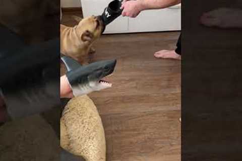 french bulldog puppy training tip