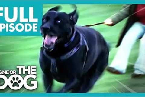 These Dogs That Walk Their Owners! | Full Episode | It's Me or The Dog