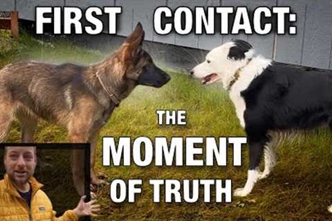 How to Avoid Disaster When Introducing a New Dog