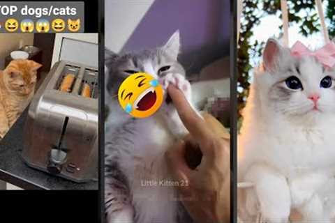 Funny Cat 🙀 Funny Cat Videos 😹 #FunnyCats Part 8033