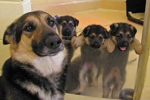 Funny and Cute German Shepherd Puppies Compilation   Puppy Videos 2024
