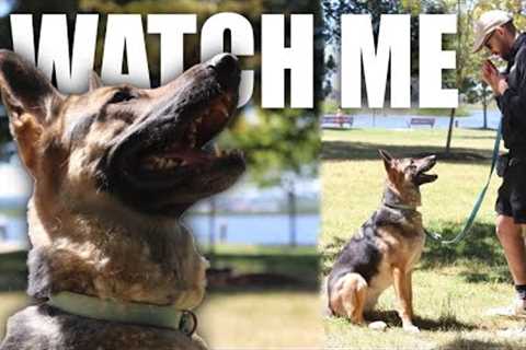 How to Teach Watch Me to Dog