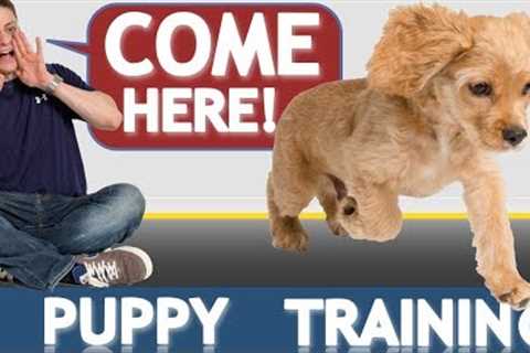 How to Train your Puppy to Come When Called NOW AND FOREVER!