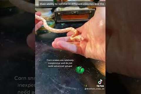 🐍 Easiest Pet Snake 🧪 #easypetsnakes #snakes #petsnake #pets #cornsnake