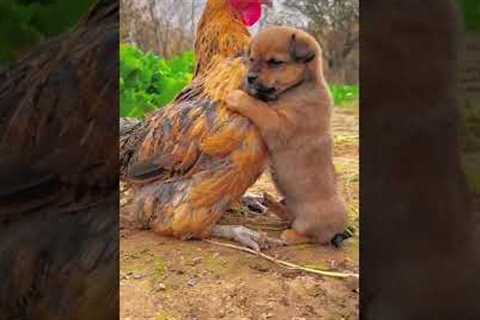 Friendship / puppy and chicken . A beautiful moment #191 - #shorts