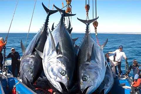 Bluefin Tuna Caught by Longline - The Most Intense Fishing Battle Ever!