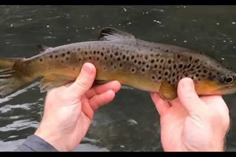The PERFECT Winter Fly Fishing Day! PA Class A Water, Snow, No Wind, Hungry Fish, Yeah Baby!